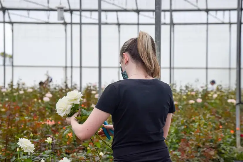 Pracownica w szklarni przycina białe róże, które kwitną w czerwcu.