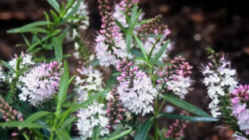 Czy hebe zimuje w gruncie? Odkryj, jak ją skutecznie zabezpieczyć
