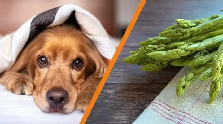 Czy pies może jeść szparagi? Bezpieczne metody i potencjalne ryzyko