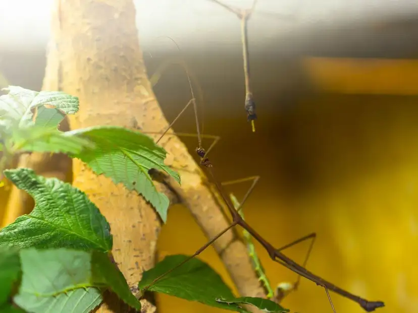 Dwa patyczaki na gałęzi wśród zielonych liści.
