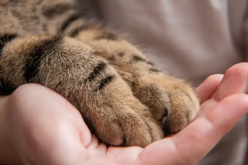 Miękkie łapki kota spoczywają na dłoni. Zastanawiasz się, ile palców ma kot?