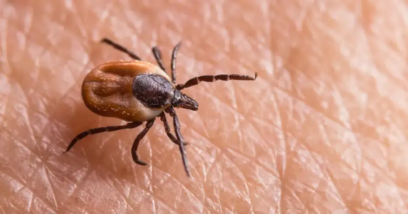 Kleszcz łąkowy: Babeszjoza u psów, KZM u ludzi. Jak się chronić?