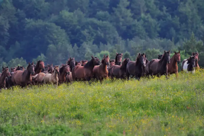 Stadnina Koni Gładyszów: Zaplanuj wizytę w królestwie hucułów