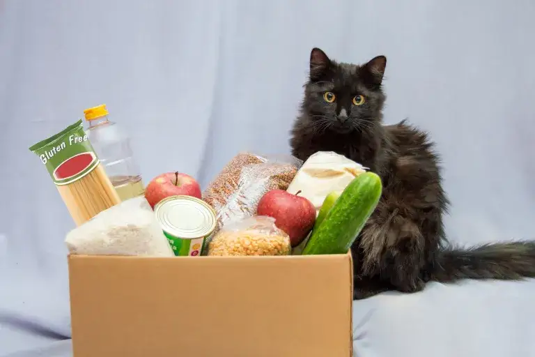 Czy kot może jeść makaron? Sprawdź, co mówią eksperci!