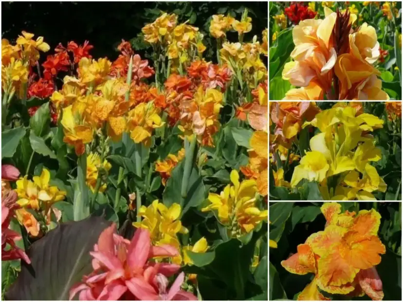 Kanny kiedy sadzić - uniknij błędów i zapewnij im idealne warunki