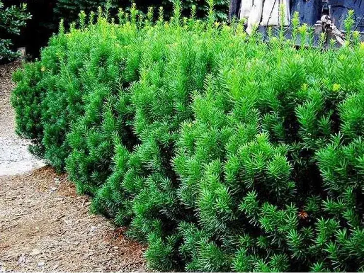 Cis hicksii co ile sadzić: idealne odstępy dla zdrowego żywopłotu