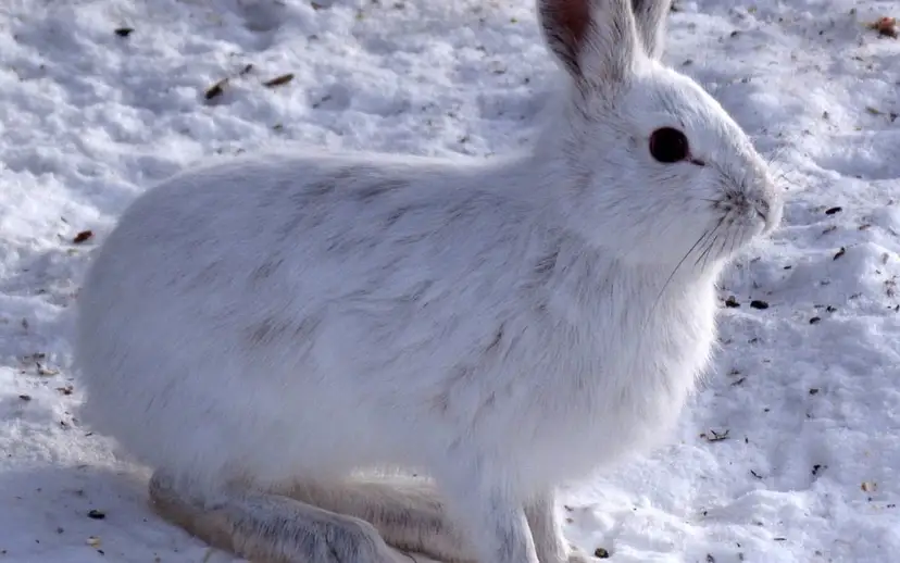 Czym żywią się zimą zające? Odkryj ich zaskakujące nawyki żywieniowe