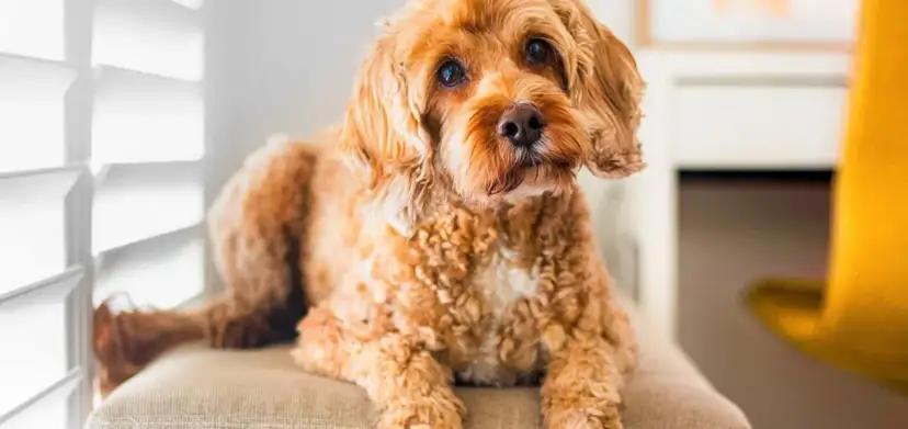 Brązowy piesek leży na kanapie, patrząc w obiektyw.