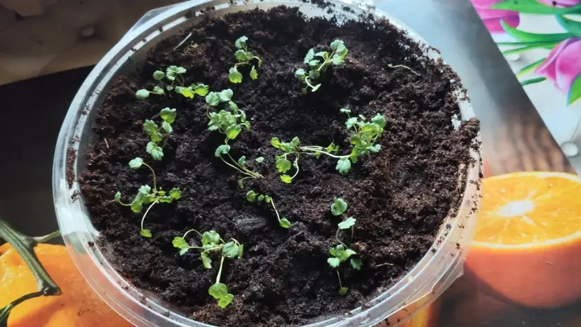 Jak sadzić poziomki z nasion - proste kroki do udanej uprawy