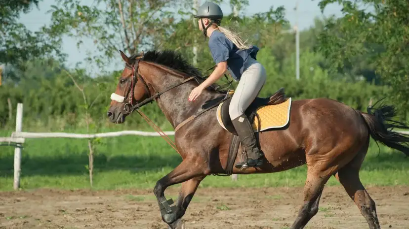 Dziemiany: Mroczne tajemnice stadniny. Co ujawnił Superwizjer?