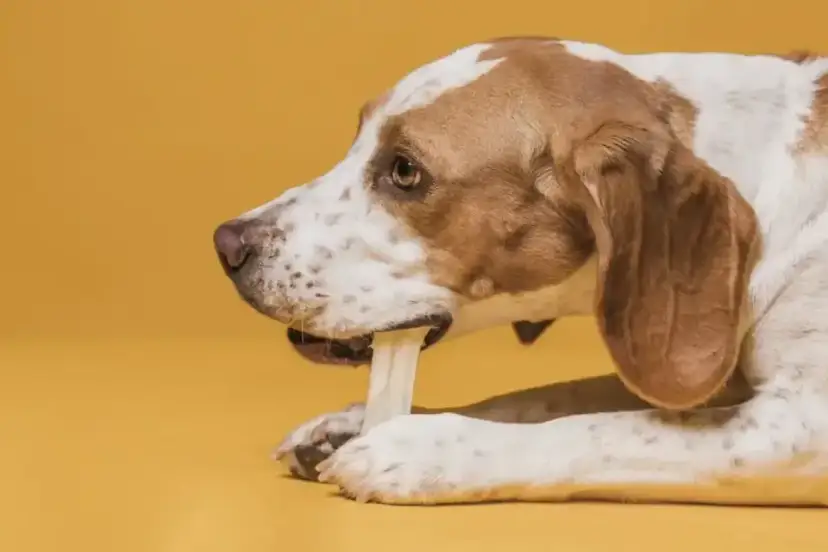 Co zrobić gdy pies zjadł kości z kurczaka? Ważne kroki i porady