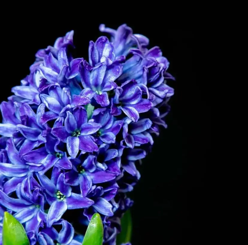 Kiedy sadzić hiacynt kalifornijski, aby uniknąć błędów w ogrodzie