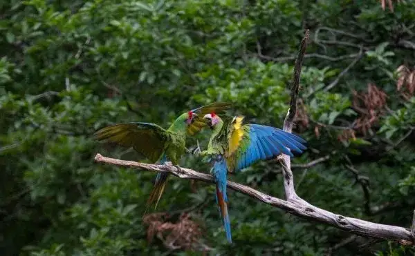 Sótano del Barro: Último refugio de guacamayas verdes en Querétaro