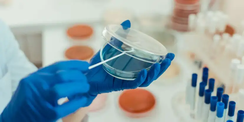 W laboratorium chemicznym probówka służy do przechowywania, mieszania i reakcji substancji. Tutaj badacz pobiera próbkę do analizy.