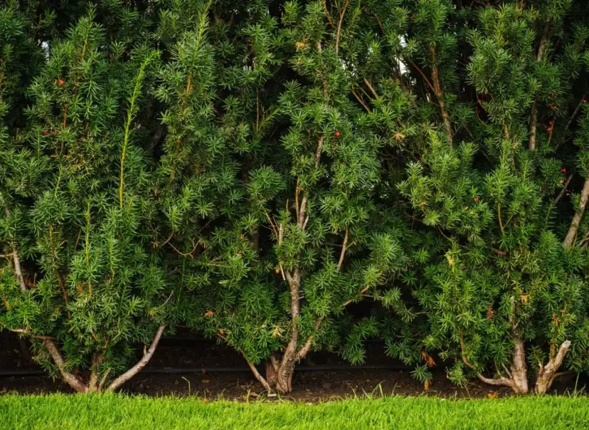 Gęsty żywopłot z cisów, idealny do przycinania. Dowiedz się, jak i kiedy przycinać cisy, by zachować ich piękny kształt.