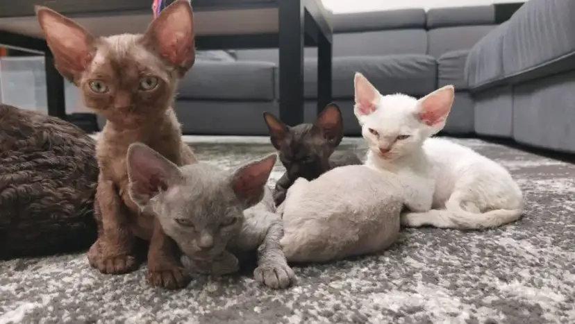 Devon Rex koty – jak dbać o ich zdrowie i niezwykły charakter?