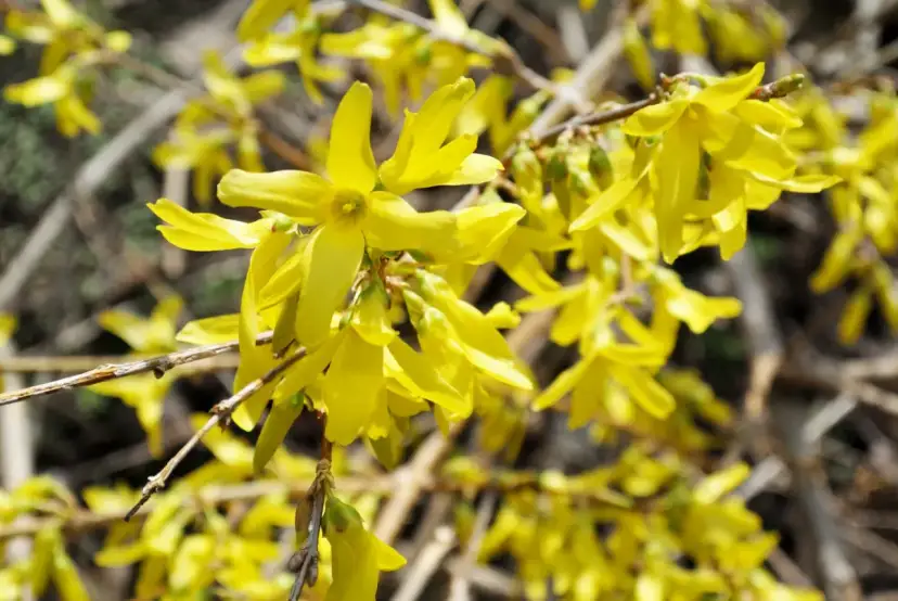 Kichasz na widok forsycji? To nie jej wina! Prawda o alergiach