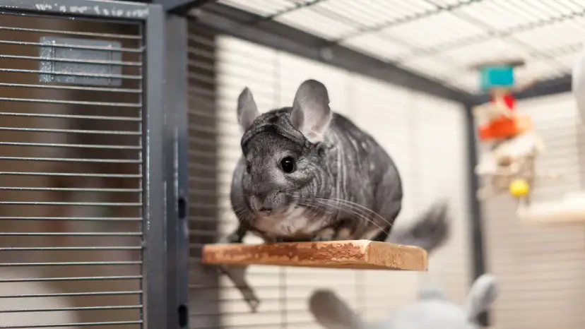 Ile kosztuje klatka dla szynszyla? Ceny i porównanie modeli