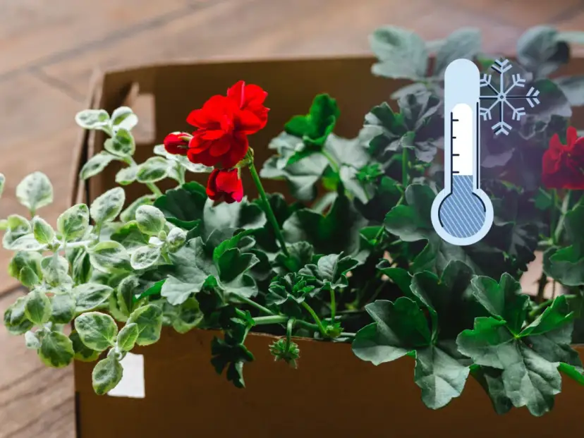 Czerwone pelargonie w kartonie, obok termometr wskazujący niską temperaturę. Czas pomyśleć, jak przyciąć pelargonie na zimę.