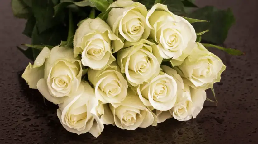 Białe róże, kwiaty symbolizujące miłość, z kroplami rosy na płatkach, ułożone na ciemnym, błyszczącym tle.