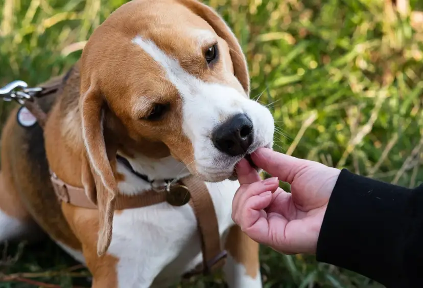 Beagle: tresura oparta na instynkcie. Wychowaj posłusznego psa