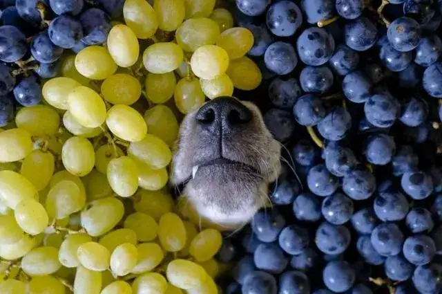 Czy pies może jeść winogrona? Poznaj niebezpieczeństwa dla zdrowia psa