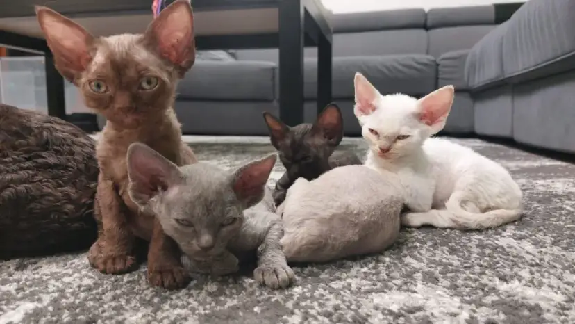 Szary Devon Rex: tajemnice koloru, cechy i pielęgnacja kotów