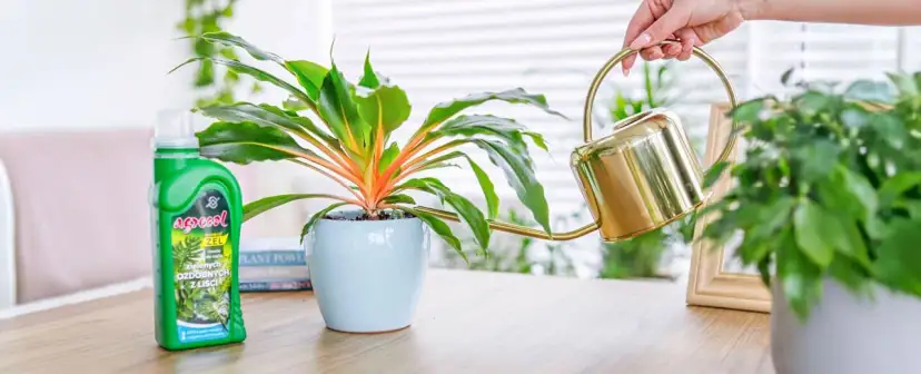 Czy nawozem do storczyków można podlewać inne kwiaty? Uważaj na skutki!