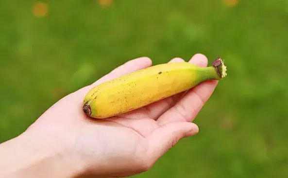 Banan: ile ma kalorii i czy tuczy? Paulina Witkowska wyjaśnia!