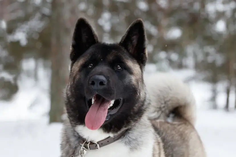 Długość życia akity amerykańskiej: Ile lat przeżyje Twój pies?