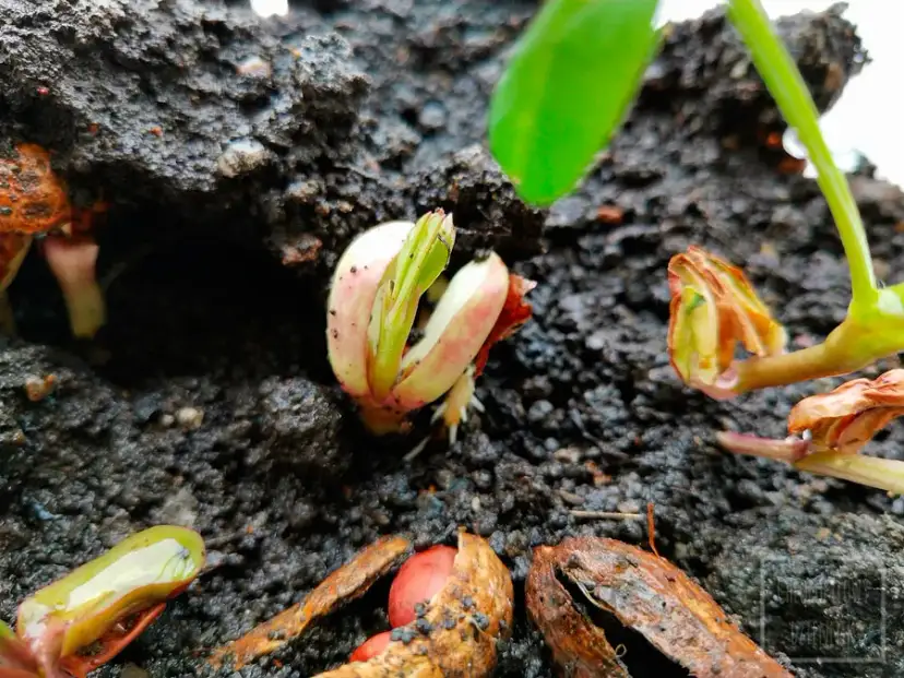 Orzeszki ziemne w doniczce? Wyhoduj je sam! Poradnik krok po kroku