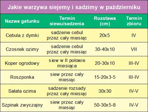 Co sadzić w październiku? Odkryj najlepsze rośliny na ten czas
