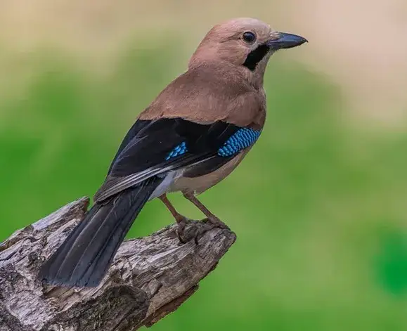 Czym się żywi sójka? Odkryj jej zaskakującą dietę w różnych porach roku