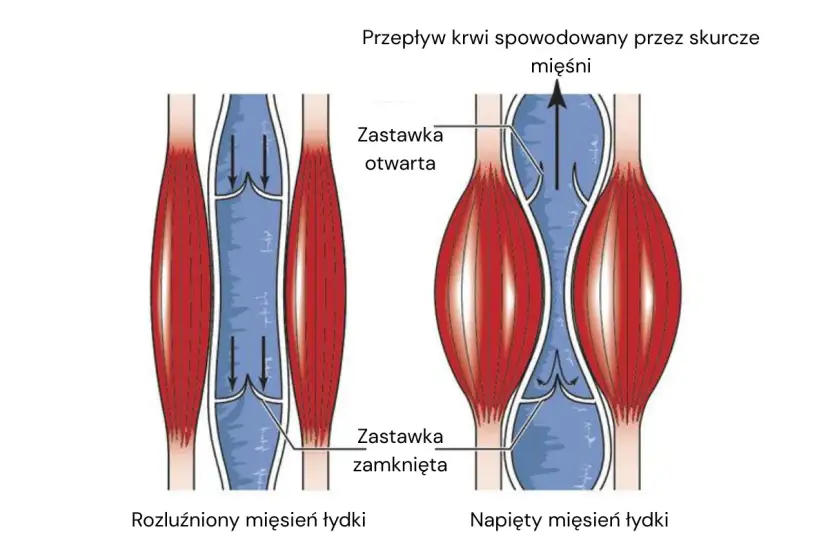 Jak wzmocnić naczynia krwionośne? Ilustracja pokazuje, jak skurcz mięśnia łydki pomaga w przepływie krwi, otwierając zastawki.