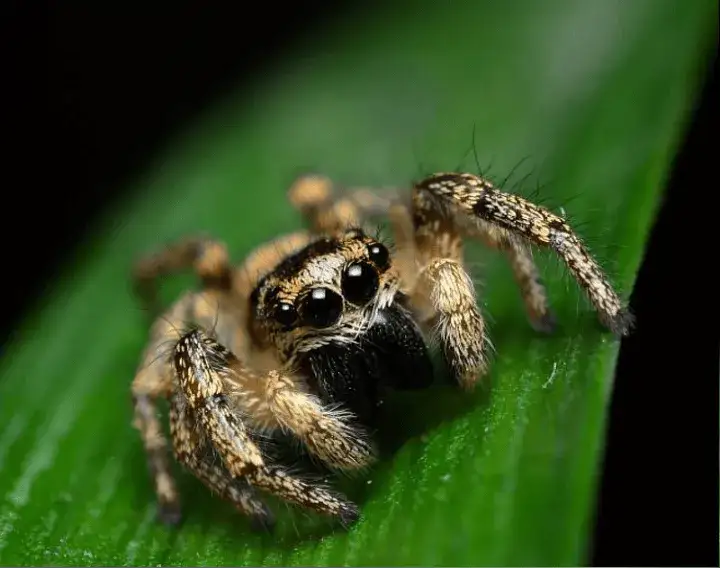 Co oznacza pająk na podłodze? Odkryj jego symbolikę i przesądy