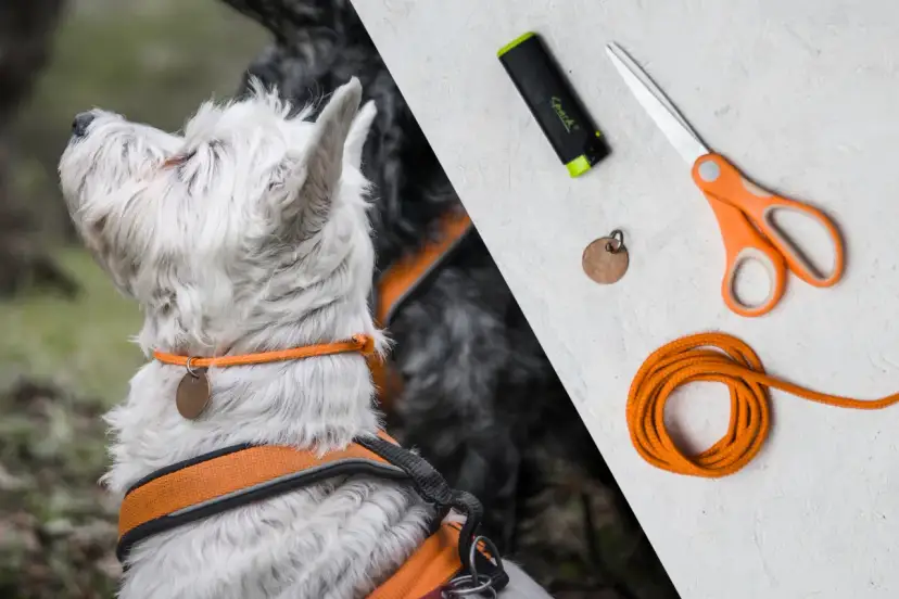 Obroża dla psa DIY: Stwórz idealną, bezpieczną i unikalną!