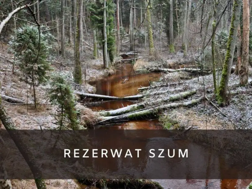 Zimowy krajobraz w rezerwat szum. Brązowa rzeka płynie przez las pełen powalonych drzew i iglaków, pokrytych pierwszym śniegiem.