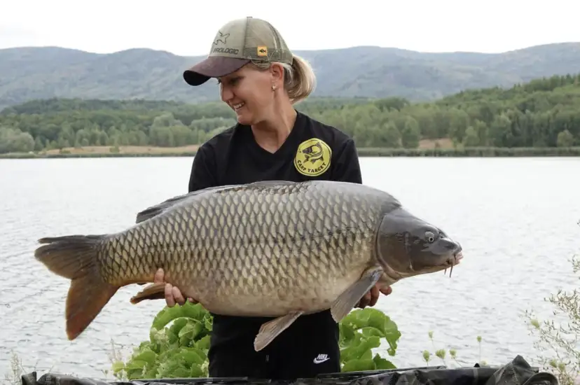 Sezon na karpia: Kiedy łowić, a kiedy kupić?