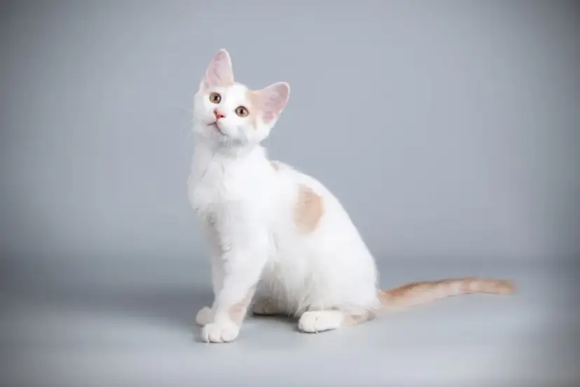 Kot gigant Afrodyty – wyjątkowa rasa, która zmieni Twoje życie