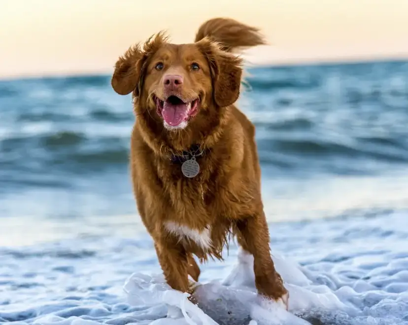 Zdrowe przysmaki dla psa – wskazówki, jak wybierać i kiedy podawać