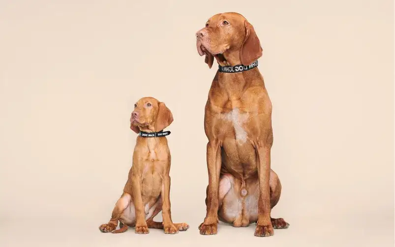 Kiedy szczeniak zaczyna szczekać? Rozszyfruj psie komunikaty