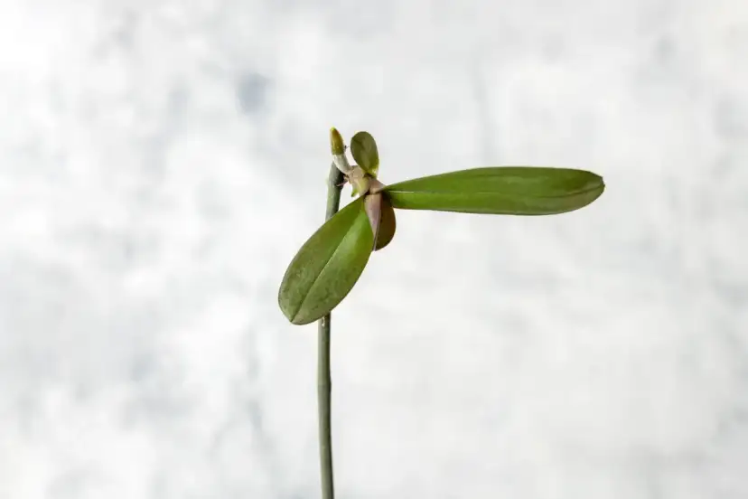 Jak sadzić keiki storczyka, by uniknąć najczęstszych błędów