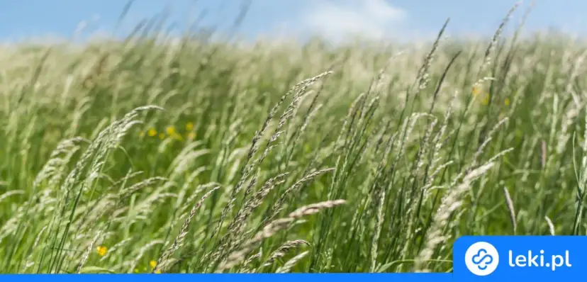 Skuteczne leki na alergię na trawy – jak złagodzić objawy alergii