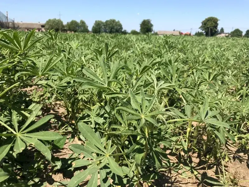 Kiedy siać łubin na nawóz, aby uniknąć błędów i uzyskać plony