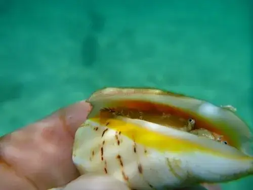 Jak przewieźć muszle z Egiptu bez łamania prawa i kłopotów