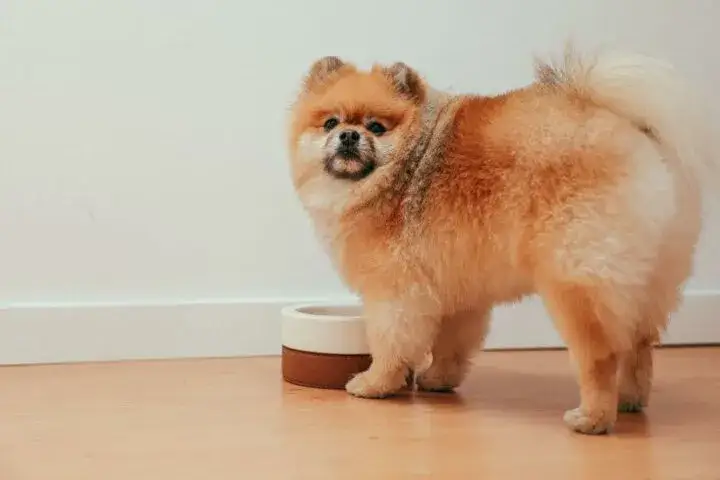 Czy pies może jeść ciepłe jedzenie? Bezpieczne temperatury i korzyści