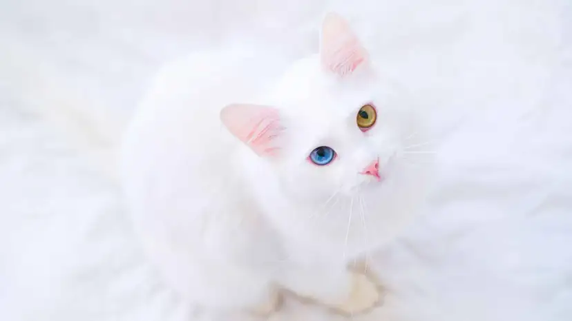Biały kot o różnokolorowych oczach (niebieskim i żółtym) patrzy w górę.