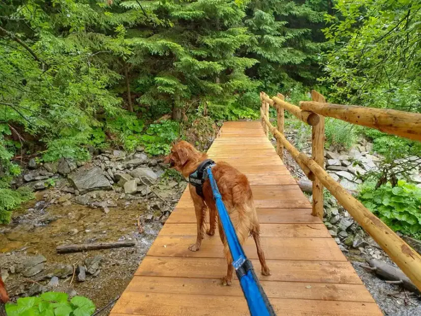 Babia Góra czy można z psem? Ograniczenia i trasy dla psów