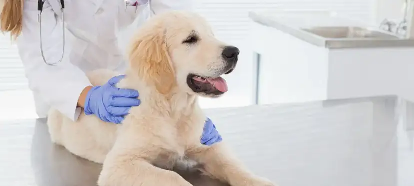 Giardia beim Hund: Symptome erkennen und rechtzeitig handeln