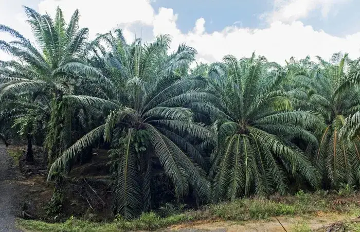 Jakie rośliny uprawia się w Afryce? Zaskakujące fakty o uprawach
